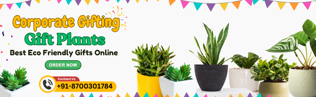 Buy Plants for Corporate Gifting Best Eco Friendly Gifts Online for Your Office Employees & Clients