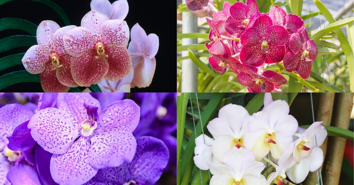 Vanda orchid blooming