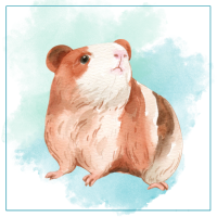 Guinea Pigs Products