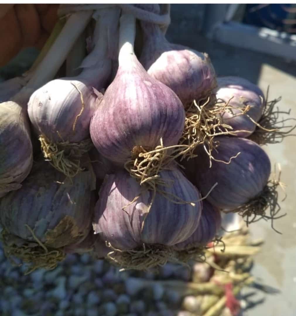 Purple Garlic