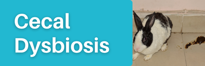 Cecal Dysbiosis