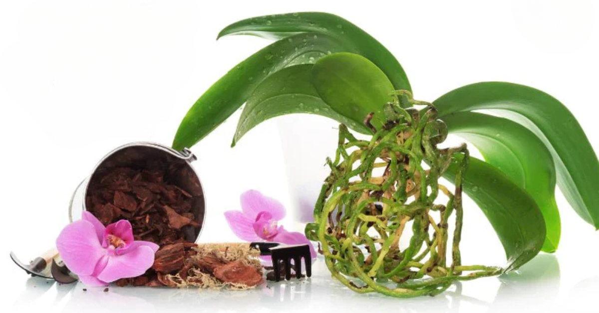 best orchid pots