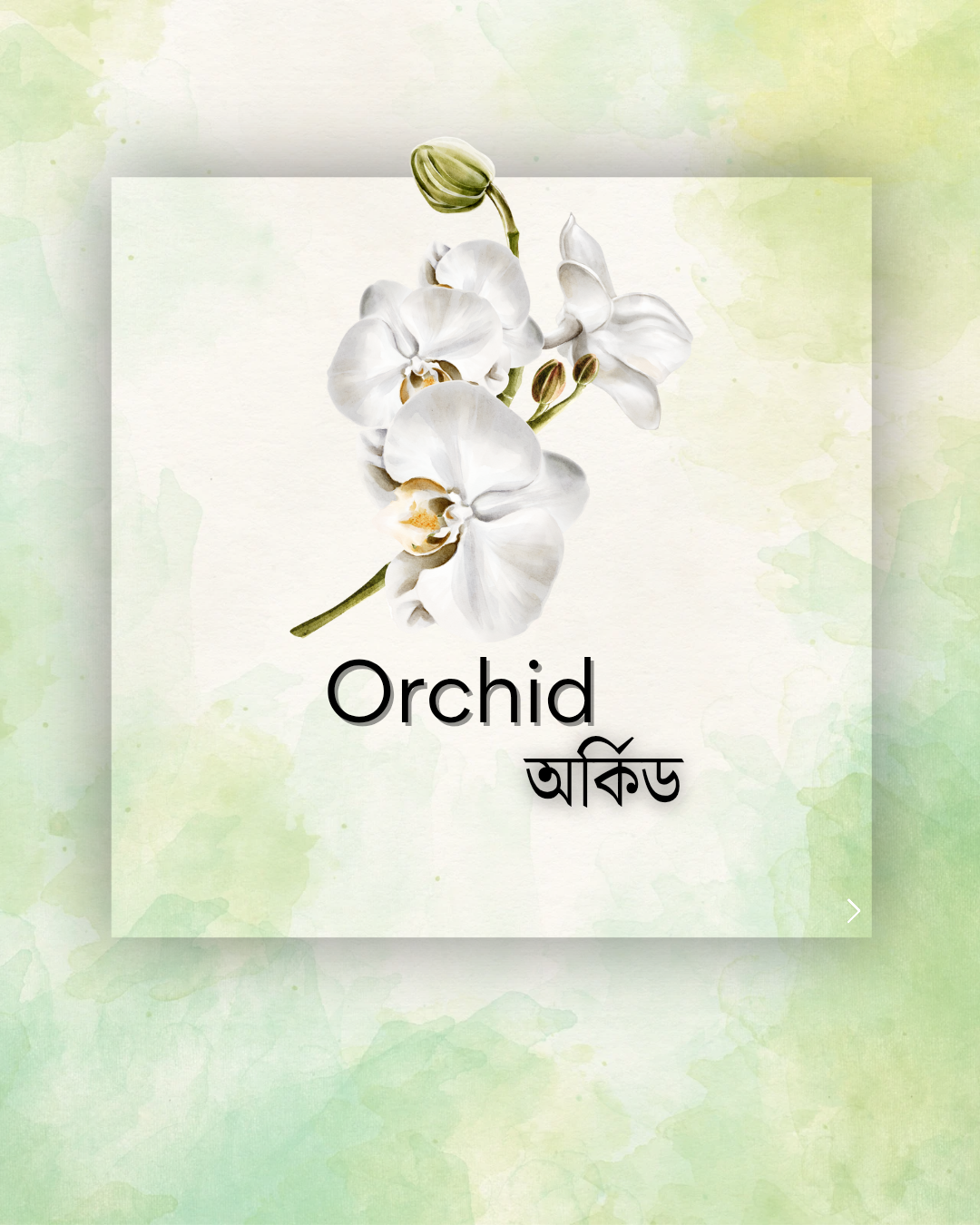 orchid