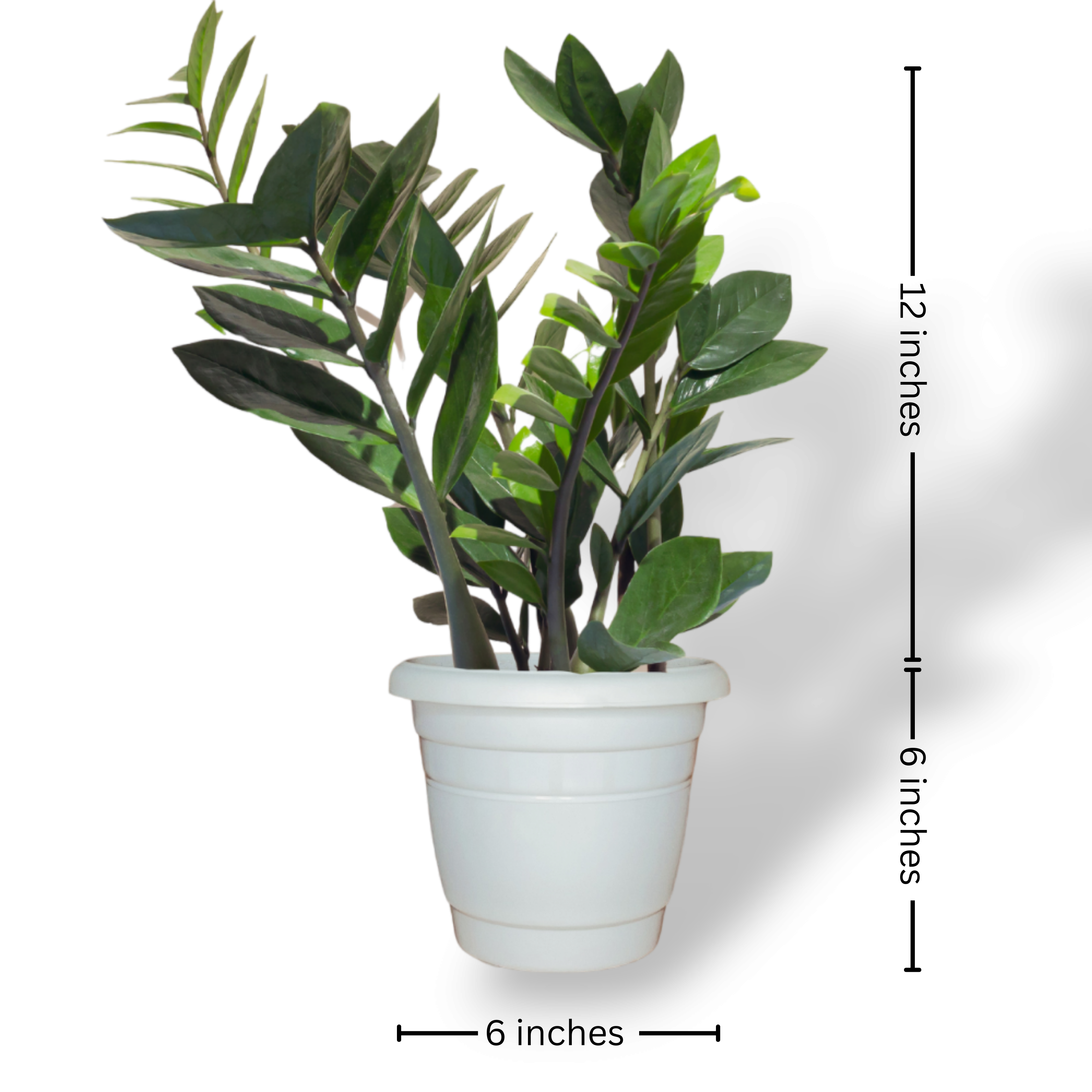 hobbit jade plant Shop 'Jade Bonsai Tree - Crassula ovata 'Hobbit' Care and Growing Guide