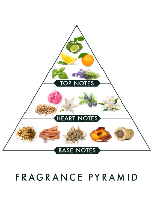 What are notes? Notes are descriptions of the essential oils used in making a perfume; it denotes what a perfume is composed of. A perfume has three notes top note, middle note and base note. TOP NOTE  Lemon, Bergamot, Mandarin, Lavender, Basil  HEART NOTE  Geranium, Lily, Juniper, Coriander, Jasmine  BASE NOTE  Musk, Vetiver, Amber, Sandalwood, Rosewood