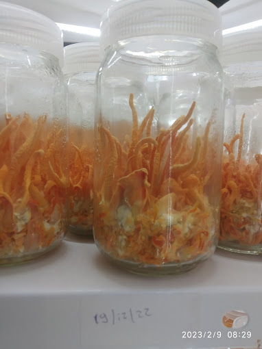 Buy Cordyceps Militaris (Keedajadi)