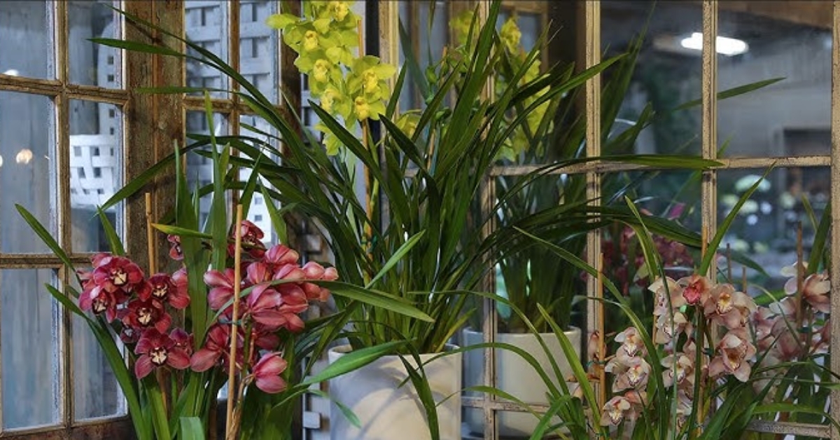 Cymbidium Orchids Care