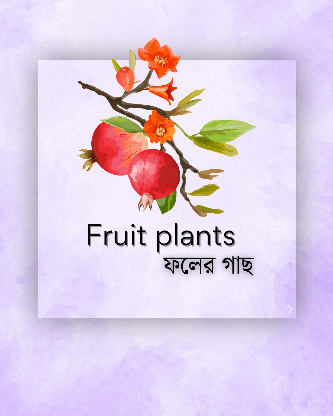 fruits-plant
