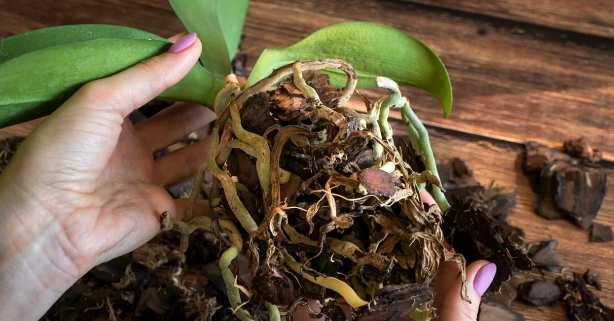 Root rot in orchids