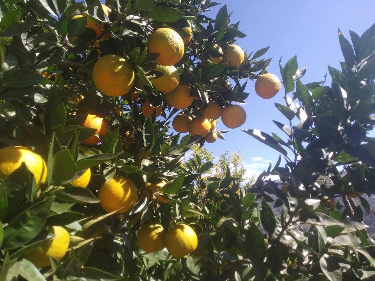 Farm trees