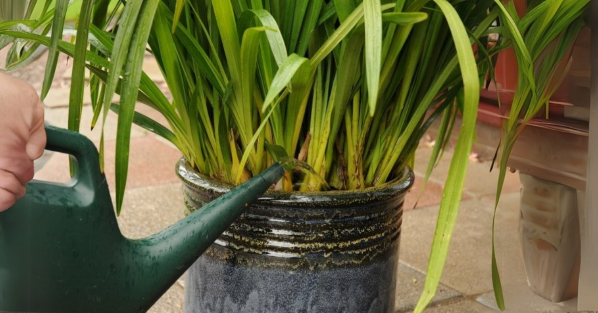 Watering For Cymbidium Orchids