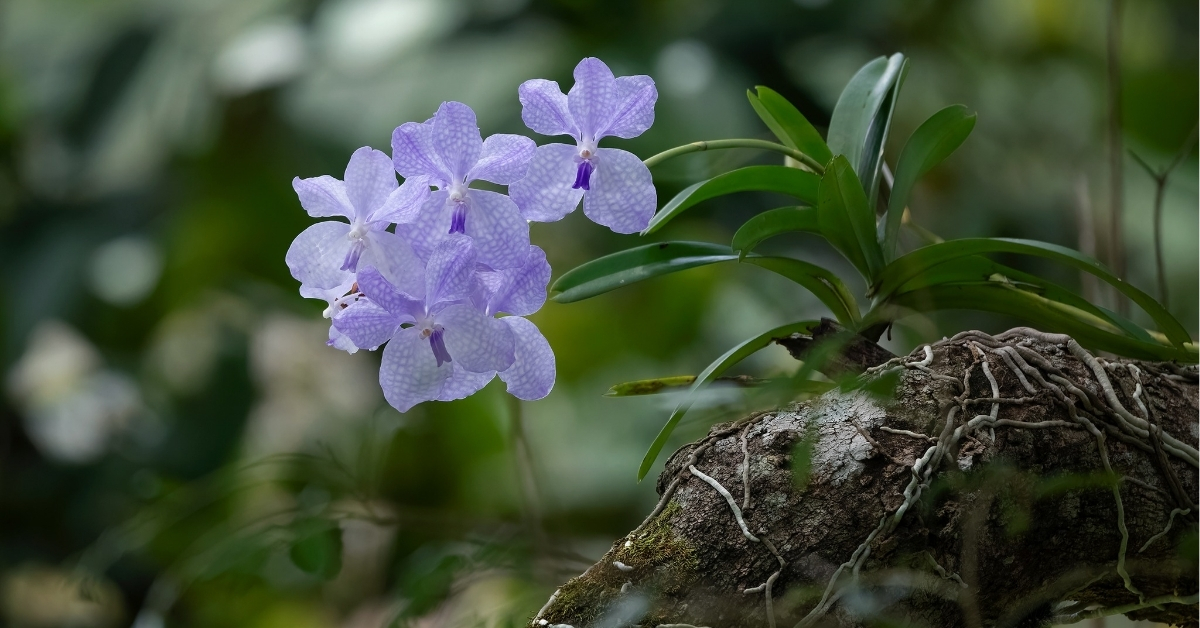 Vanda orchid care