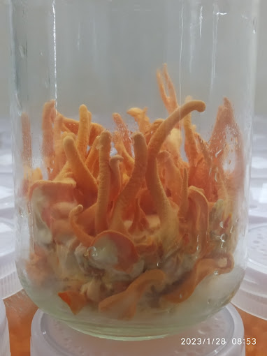 Buy Cordyceps Militaris (Keedajadi)