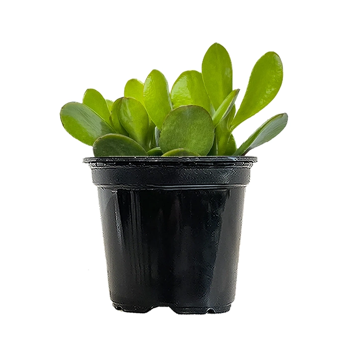 Crassula Ovata | Jade Plant | Good Luck Indoor Plant