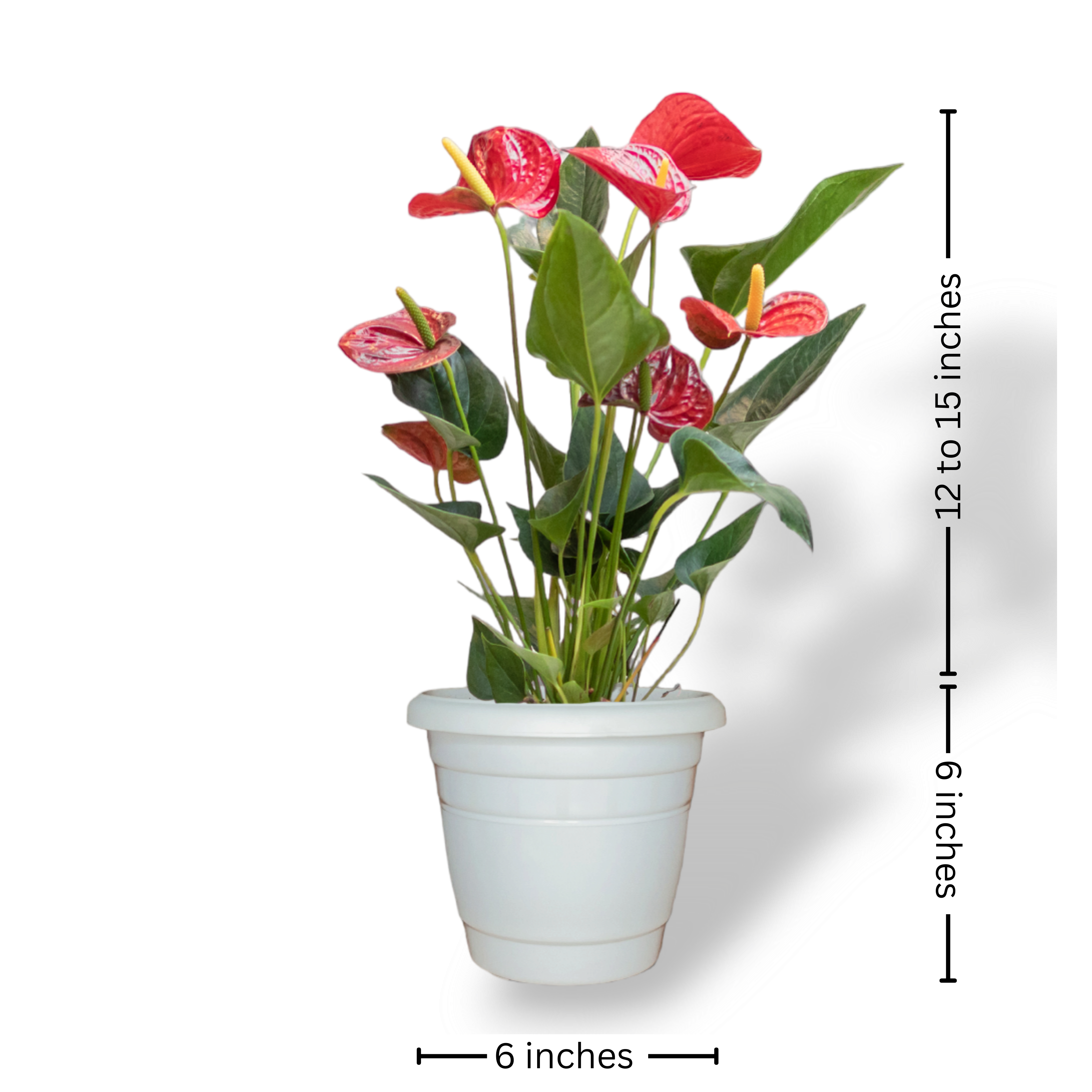 Tranquil Elegance Duo: Anthurium & Peace Lily Plants