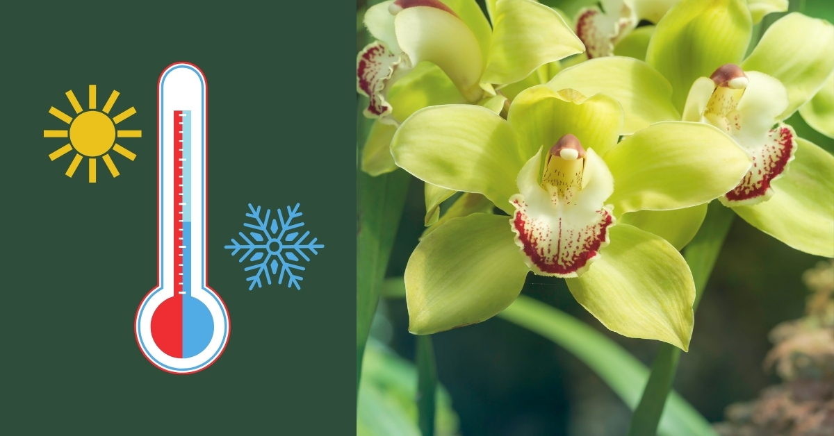 Temperature For Cymbidium Orchids