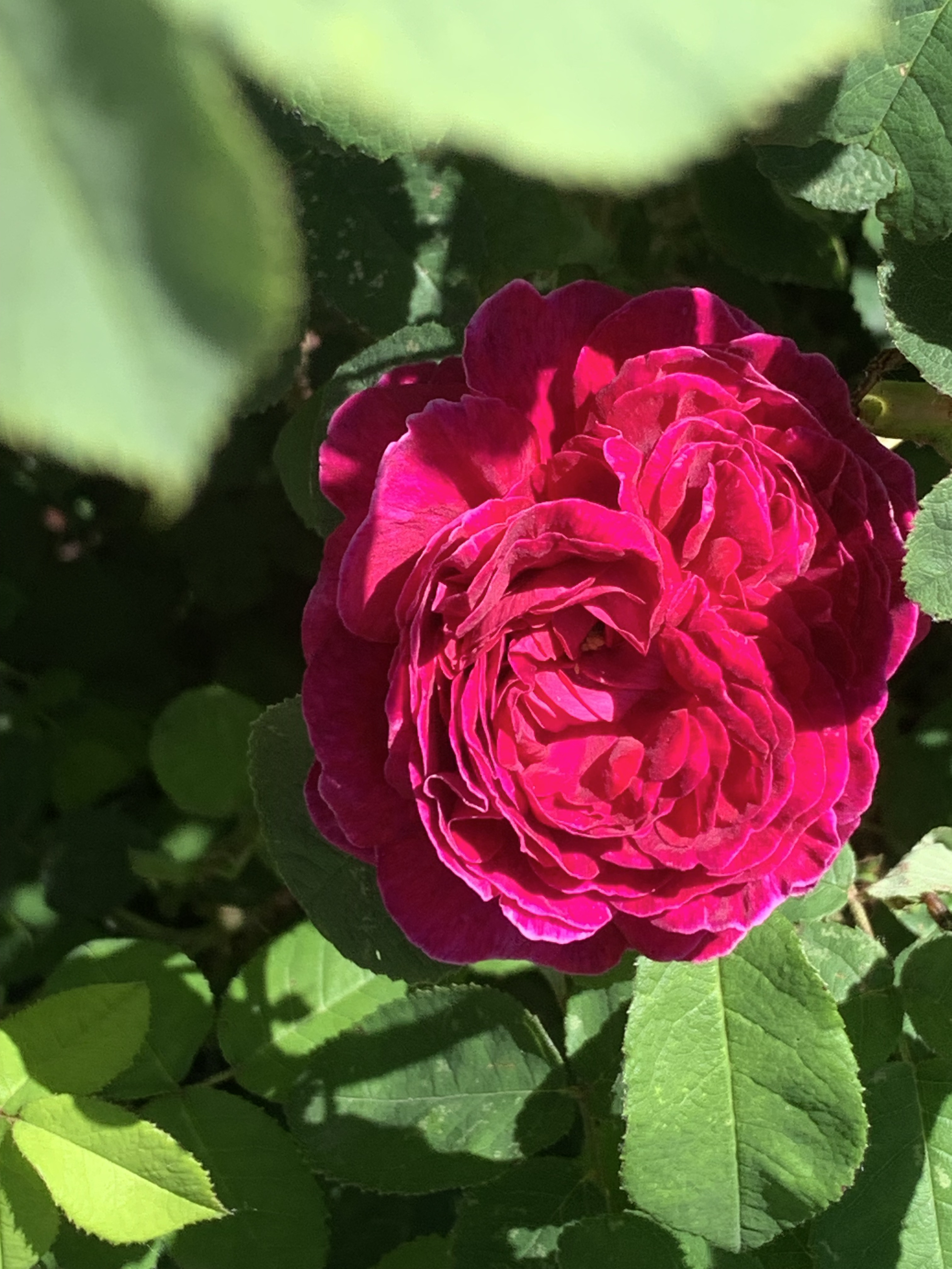 Red Rose