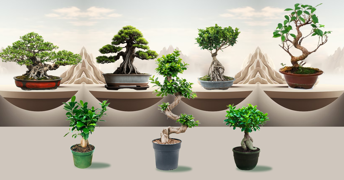 Premium Bonsai Plants for Indoor & Outdoor Decor from MyOwnGarden Chennai