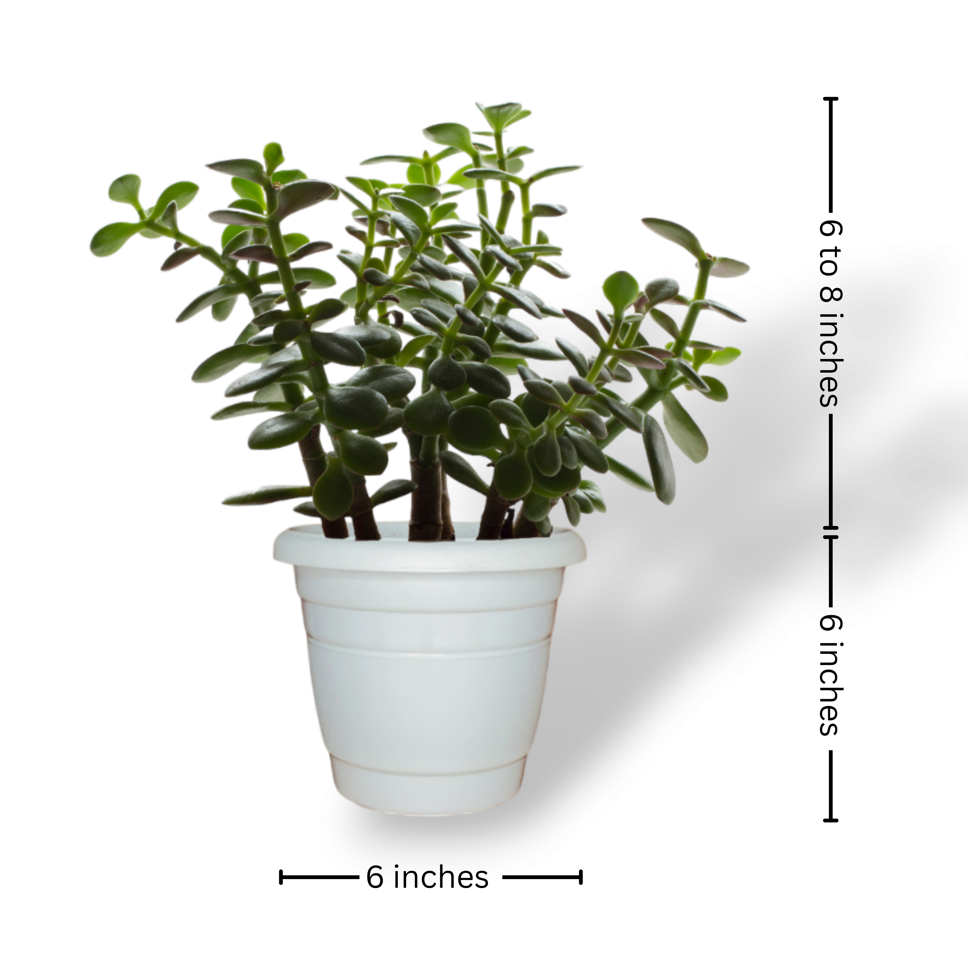 hobbit jade plant Tricolor Hobbit Jade Plant for Sale