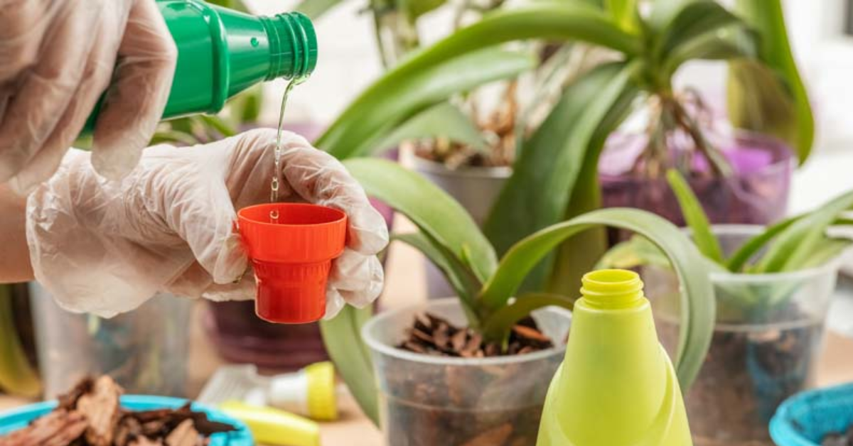 orchid fertilization guide