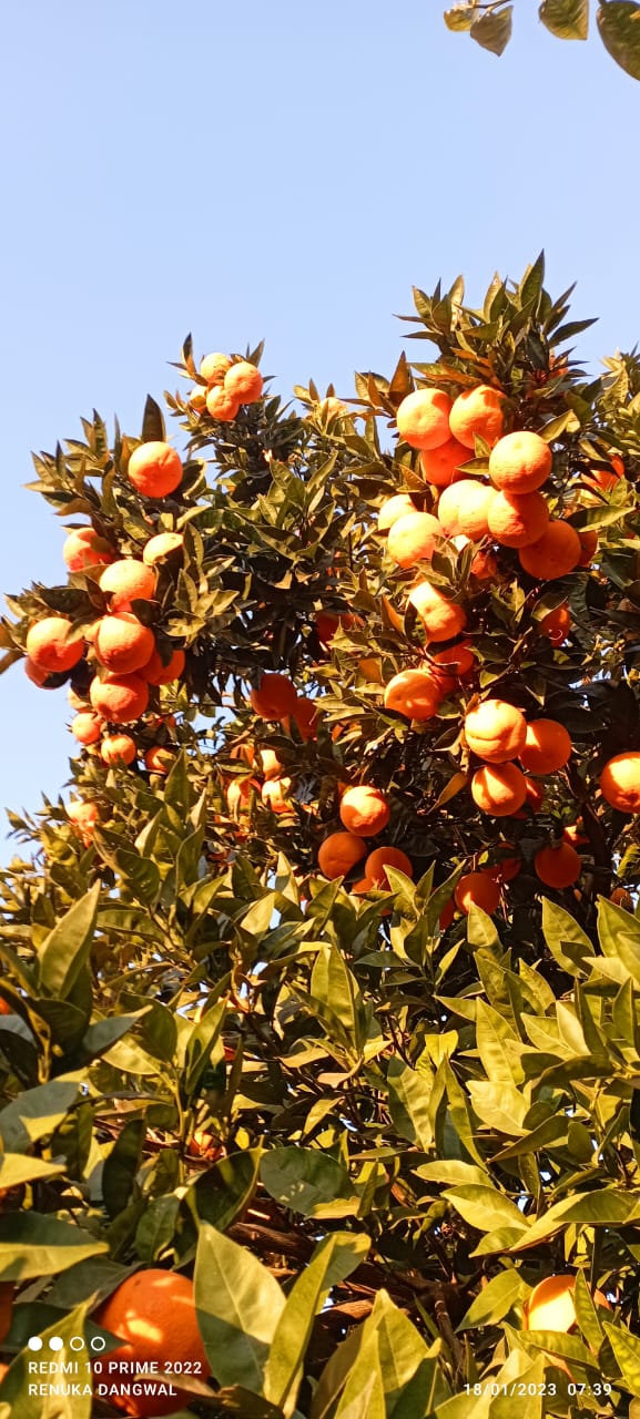 Fruit Trees