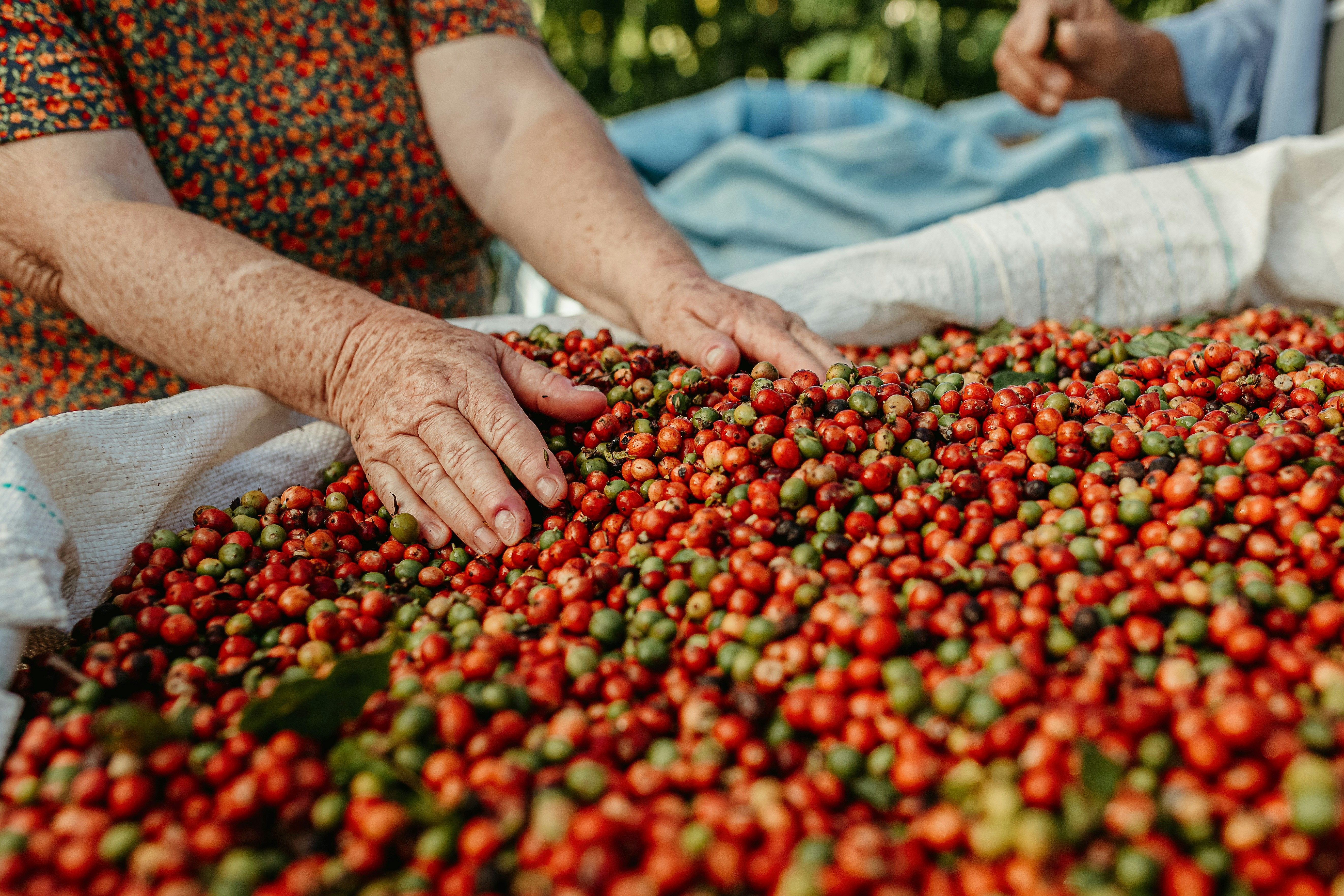 Andiamo Roasters - From our humble beginnings