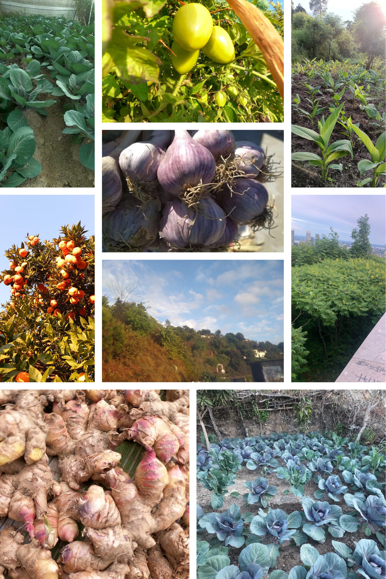 Farm Collage