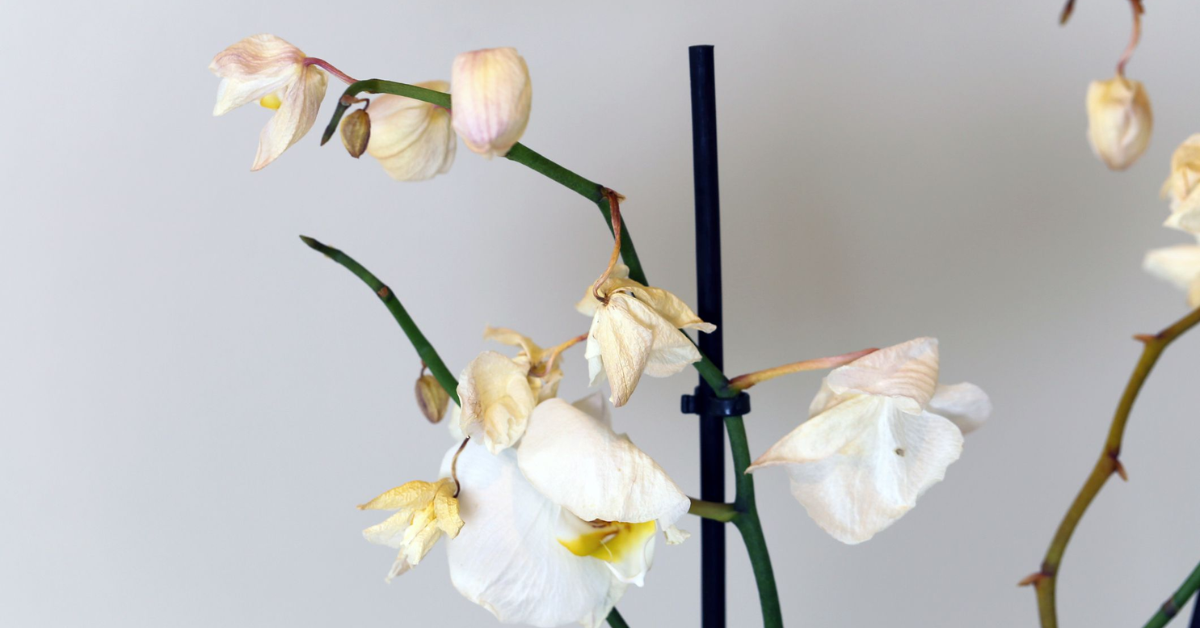 Dropping of orchid flowers