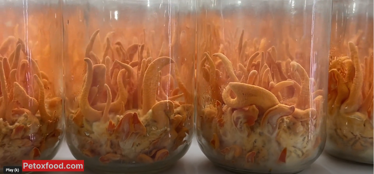 Cordyceps Militaris Cultivation Training