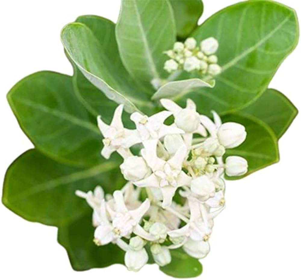 Mandar Medicinal & Herb Plants - Enhance Your Health Naturally