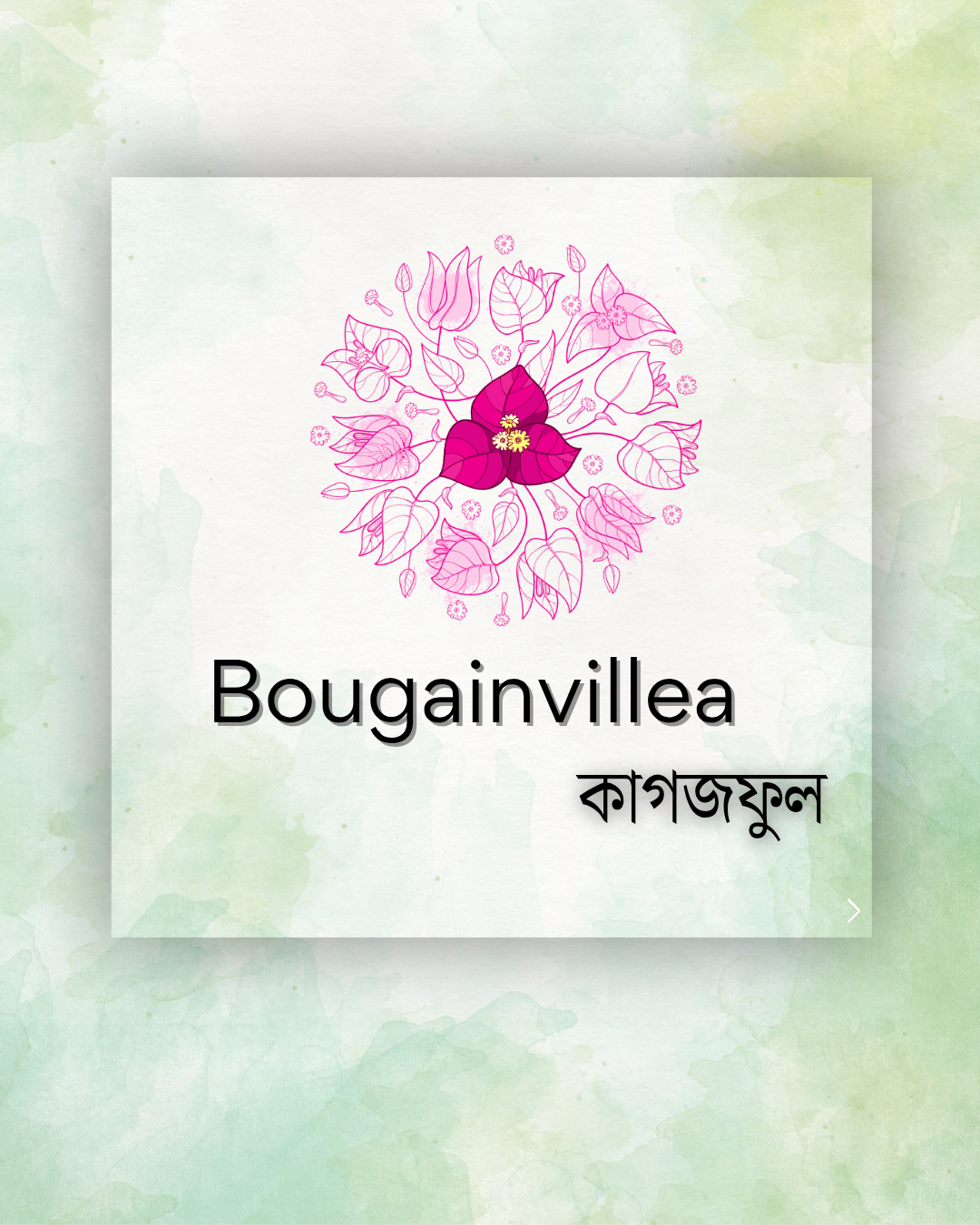 bouginvilla