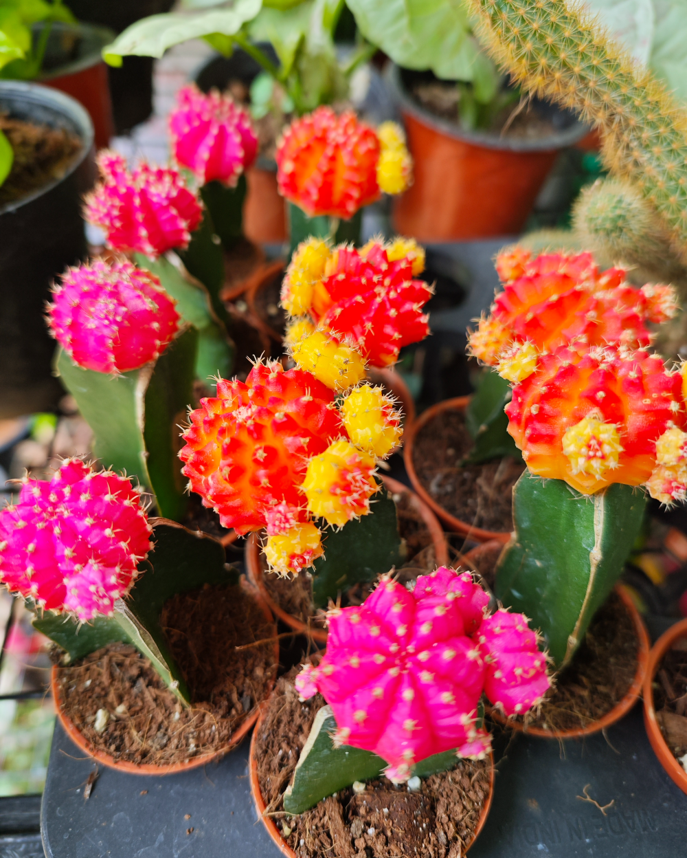 Buy Moon Cactus Online in India | Premium Quality