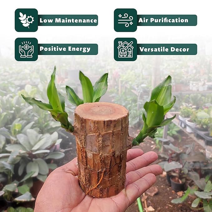 Brazilian Lucky Wood 