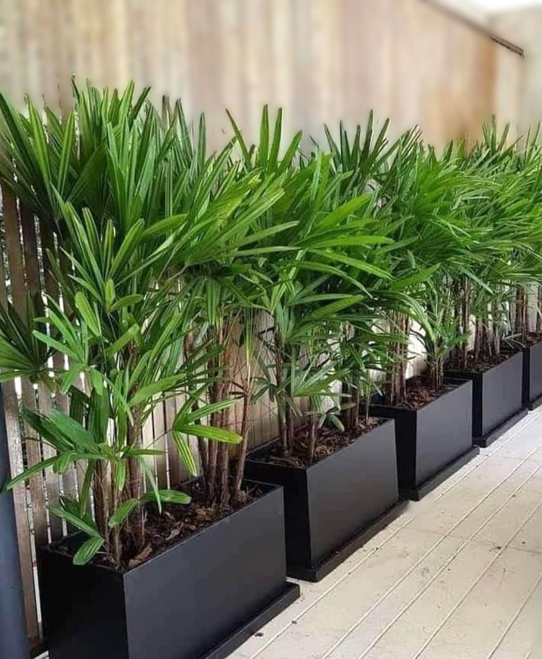Indoor Plant Design 4