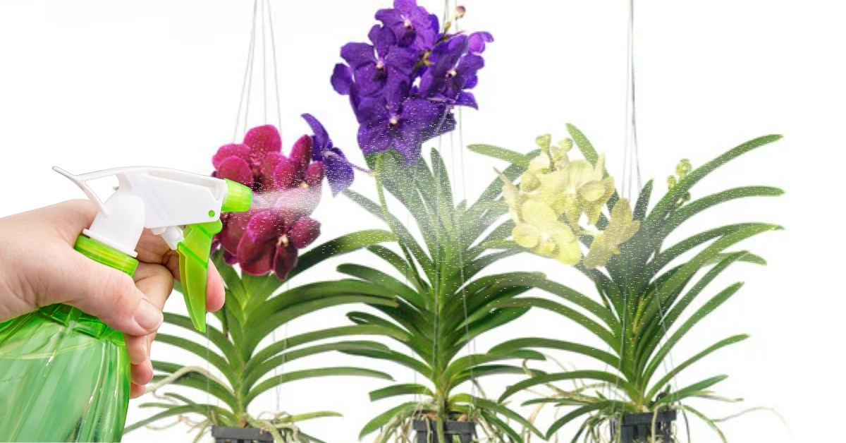 Humidity For Vanda Orchids