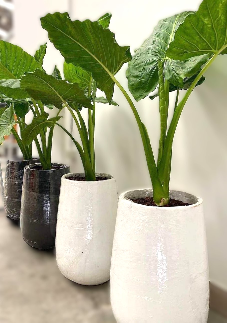 Indoor Plant Design 2