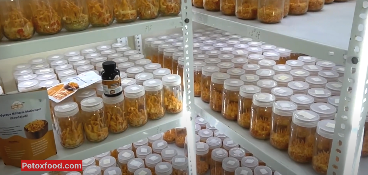 Cordyceps Militaris Cultivation Training Program