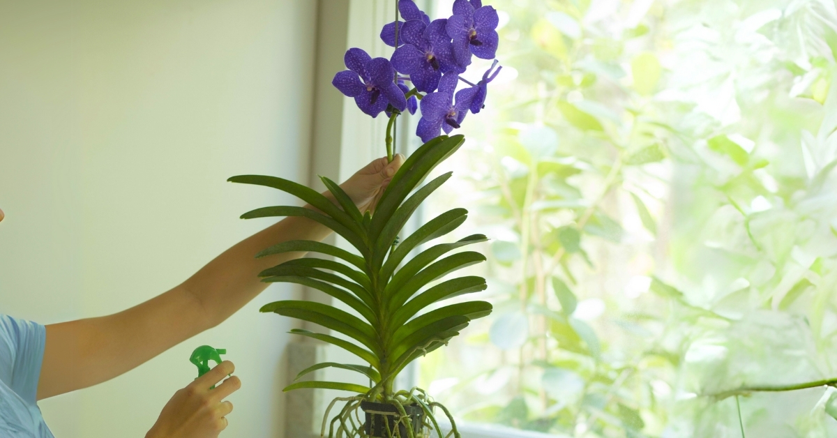Fertilizing Vanda Orchid