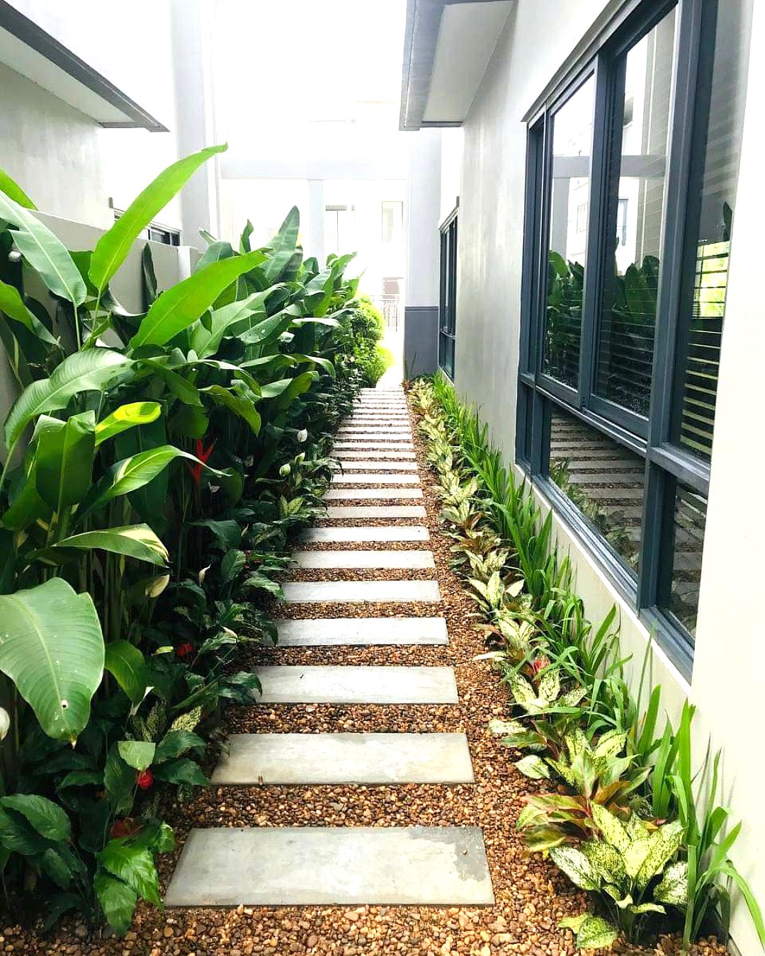 Indoor Plants