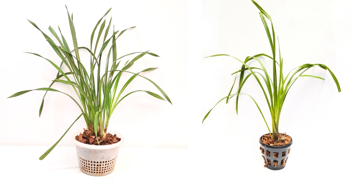 Pots For Cymbidium Orchids