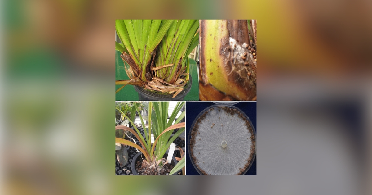 Disease and pests in Cymbidium Orchids