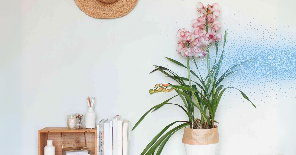 Humidity For Cymbidium Orchids