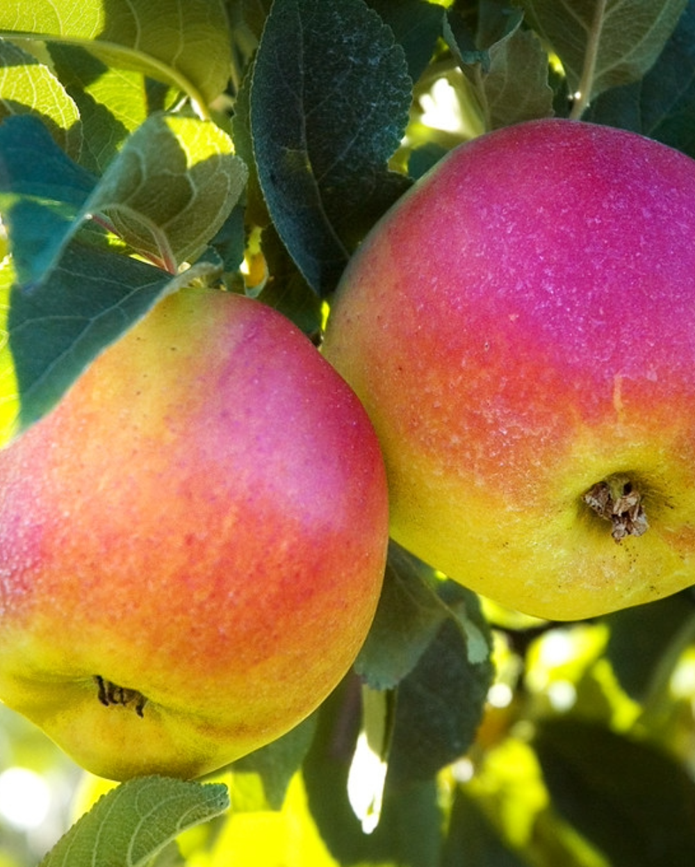 Old Apple Tree Co, Buy Organic Fresh Gala Apples