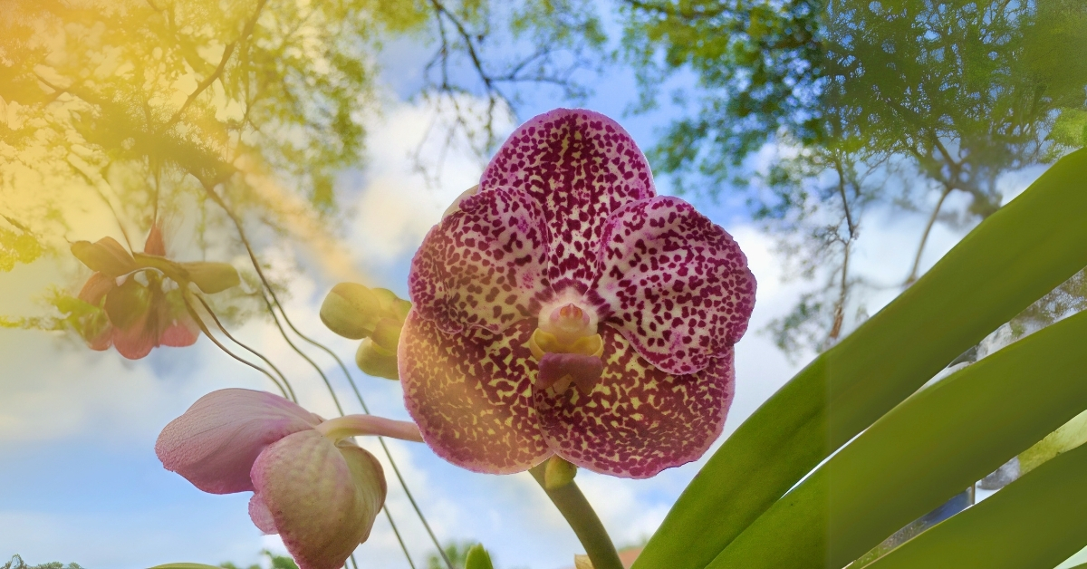 Sun light for vanda orchid