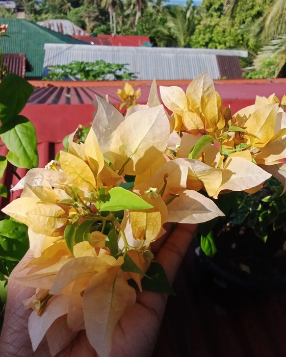 Suvarna ( Grafted) - Go Green