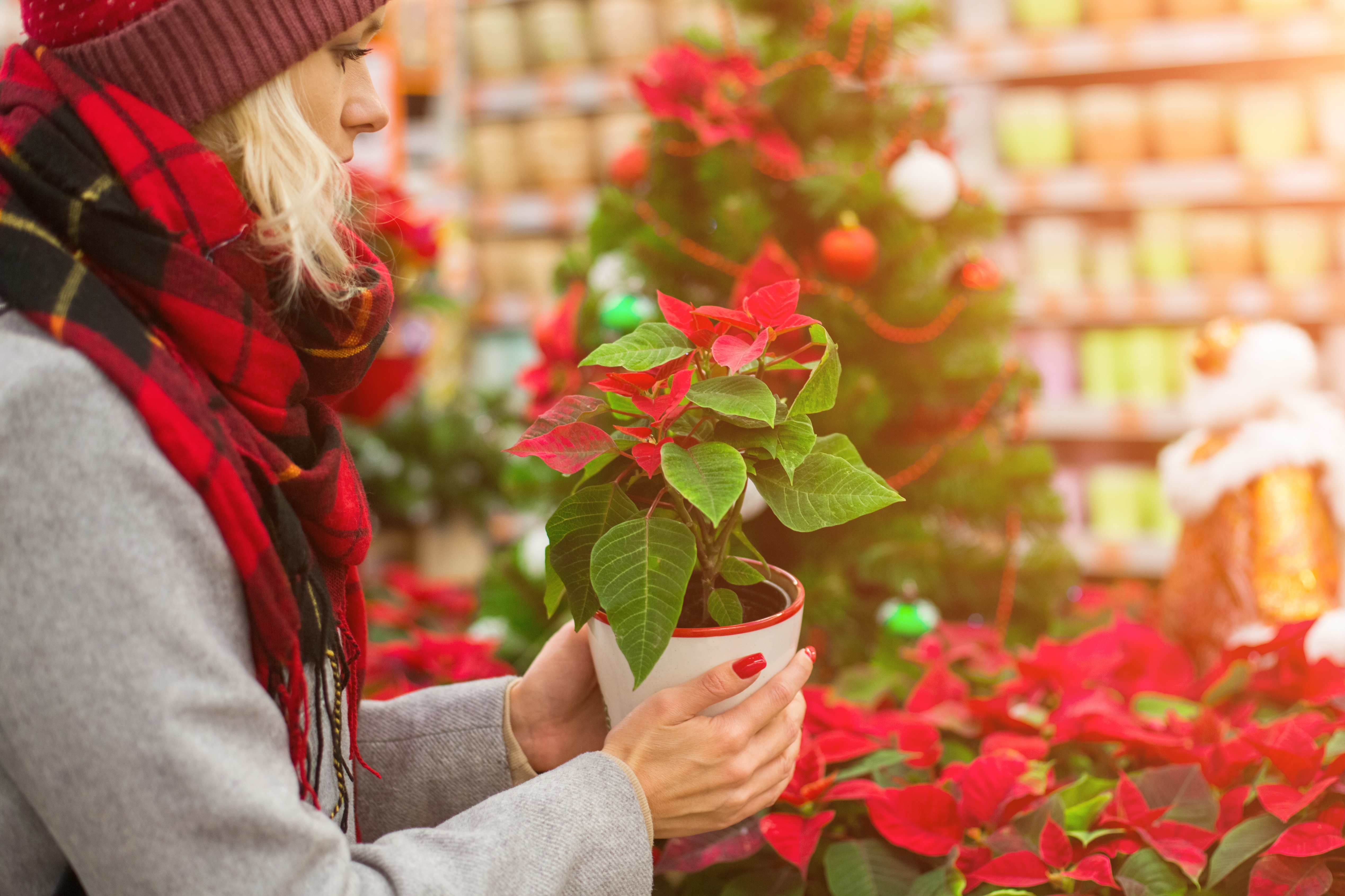 Poinsettia Plant