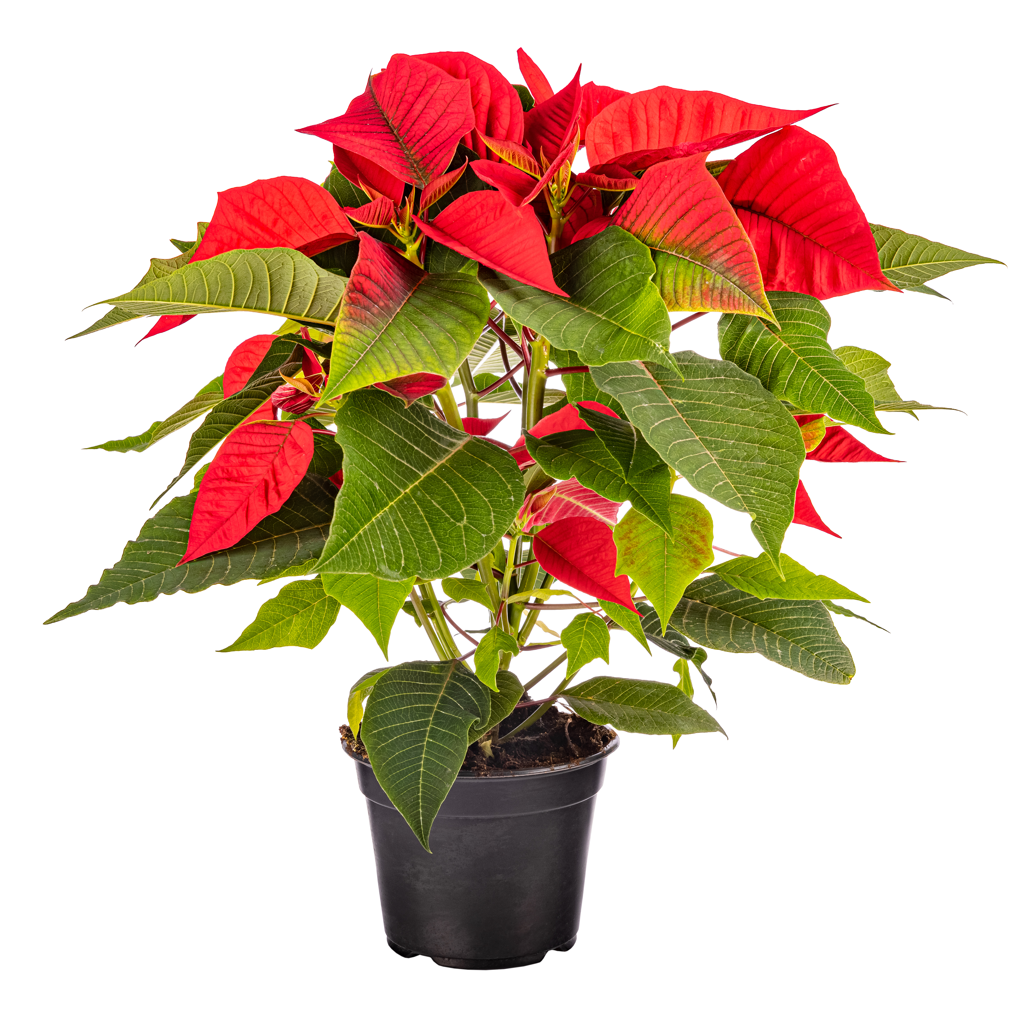 Poinsettia Plant Online​