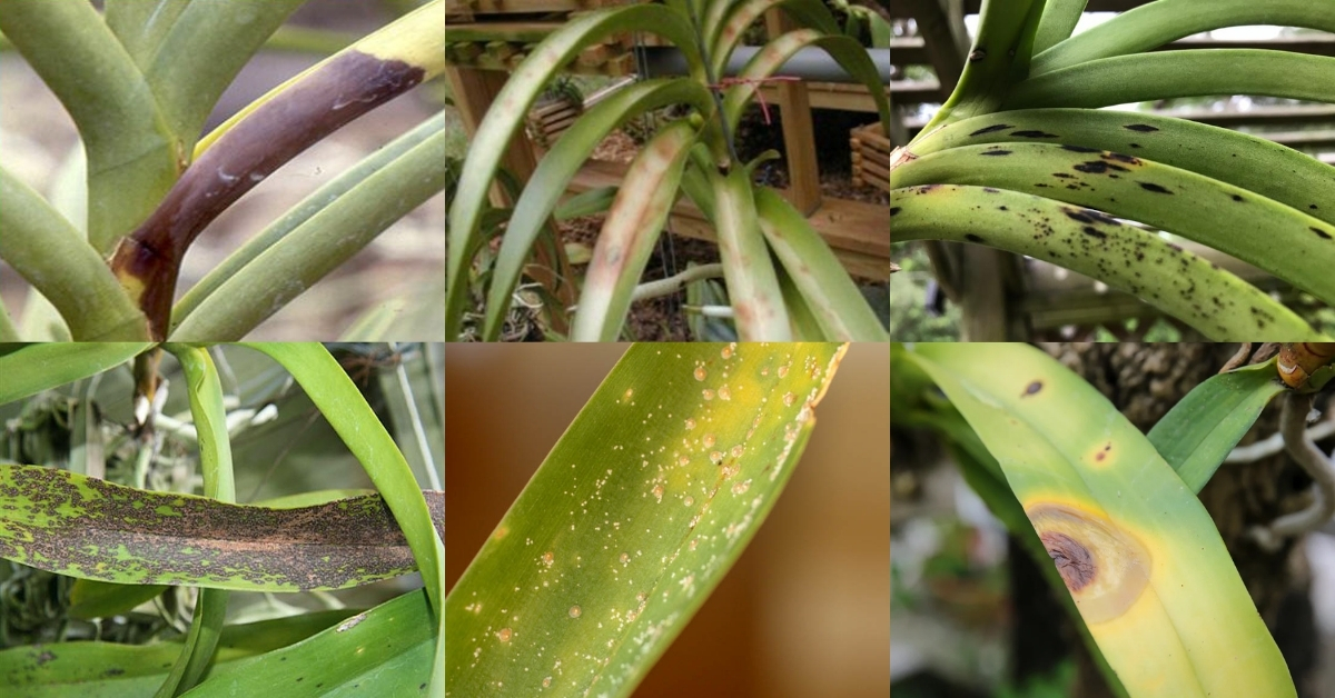 Common Problems and Solutions for vanda orchids