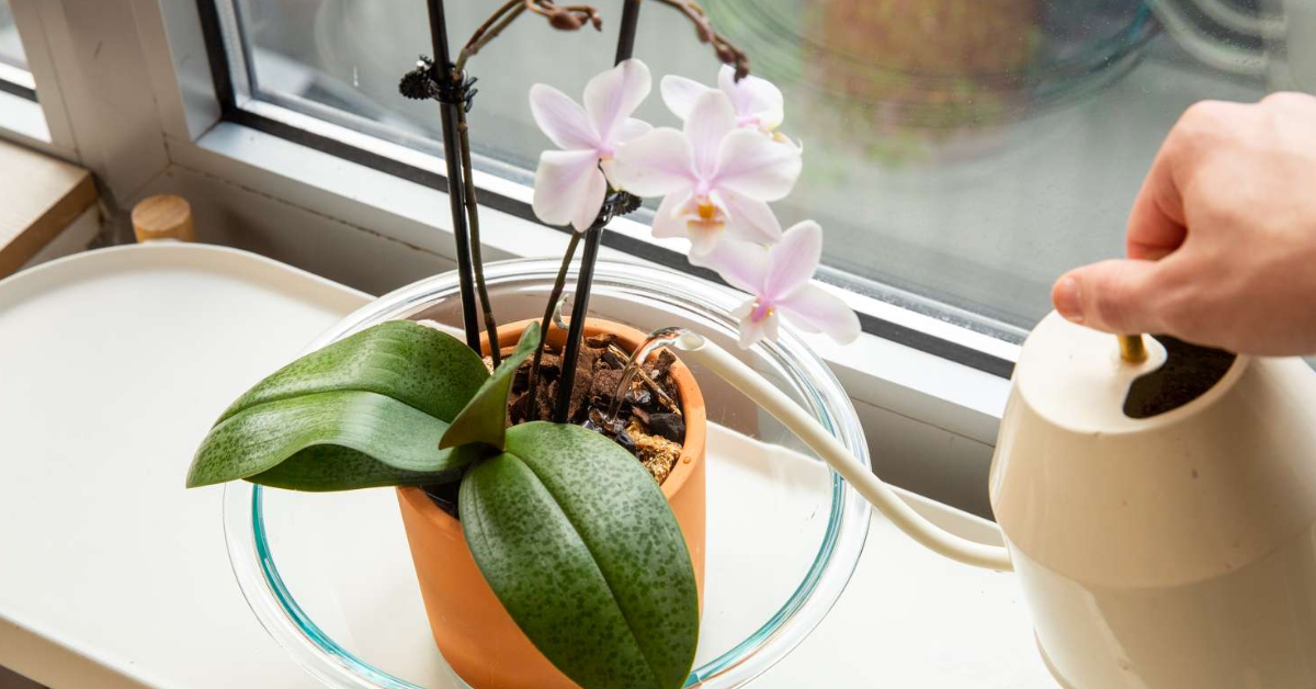 how to water orchids