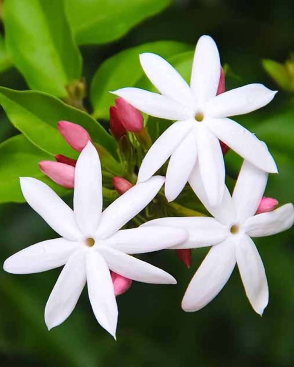 buy-jasmine-plants-online-in-delhi-jasmine-flower-plant